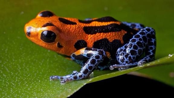 Was Navalny Killed with Dark Frog Toxin?