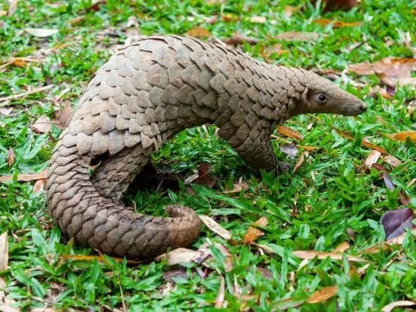 Going to see Pangolins&nbsp;Today